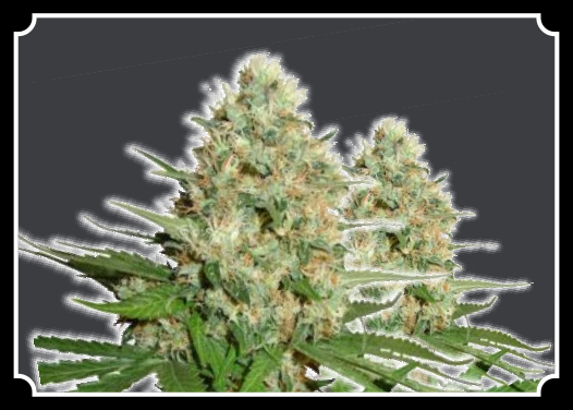 Trainwreck Feminized